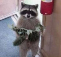 Cat and Raccoon