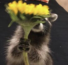 Romantic Raccoon