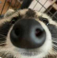 Up-Close Raccoon