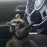 Driving Raccoon