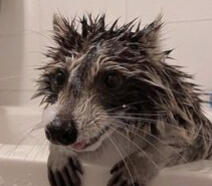 Bath Raccoon