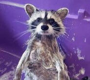 Soapy Raccoon