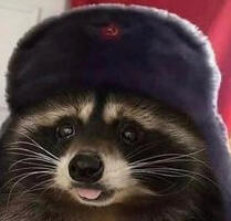 Dopey Raccoon