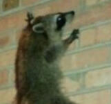 Wall Climbing Raccoon