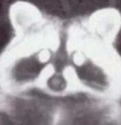 Flash Cam Raccoon