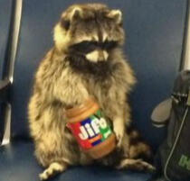 Subway Raccoon