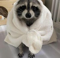 Towel Raccoon