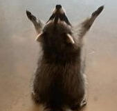 Praising Raccoon