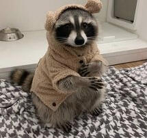 Cozy Raccoon