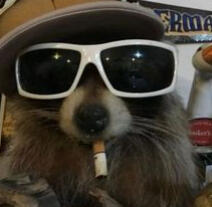 Gangster Raccoon